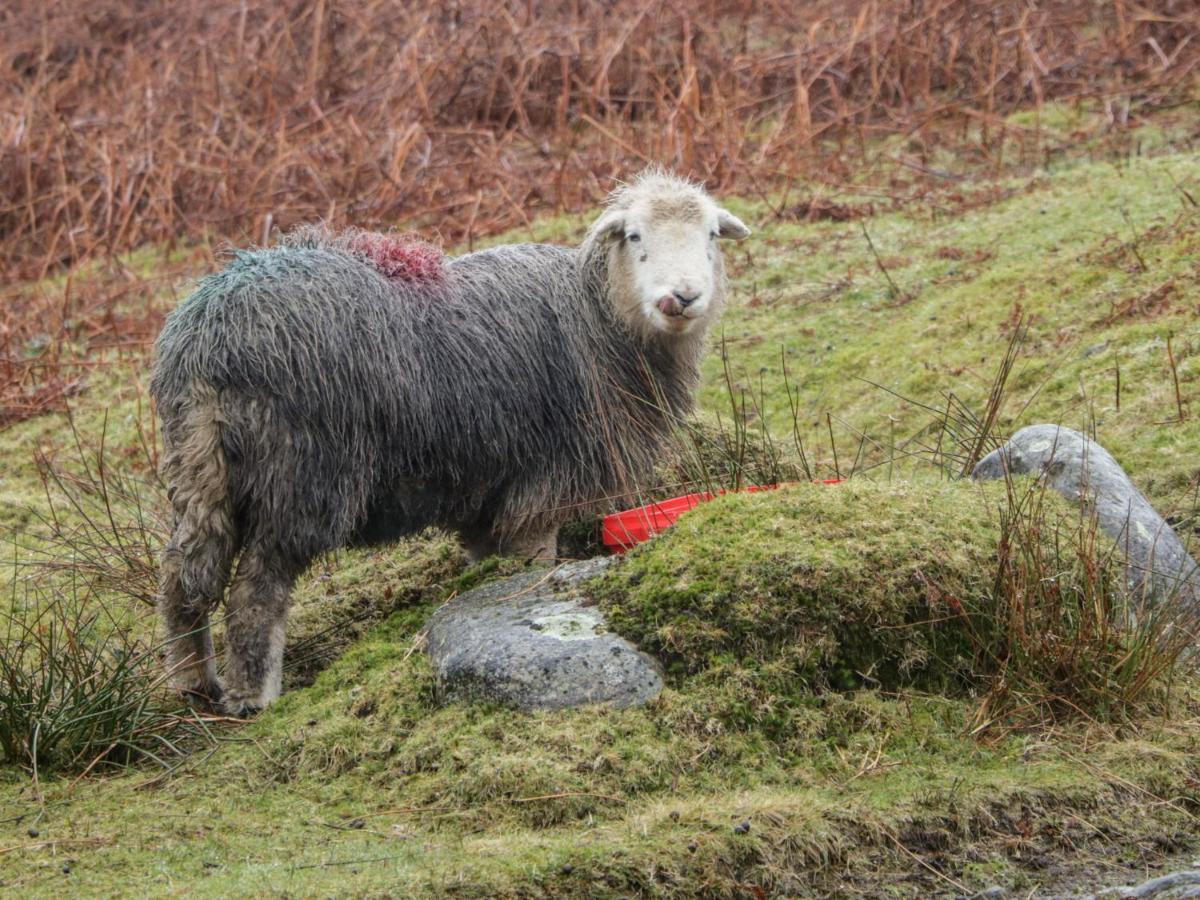 Appartamento Grizedale Kendal Esterno foto
